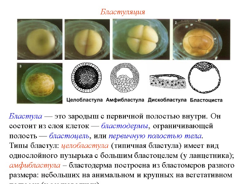 Бластуляция Бластула — это зародыш с первичной полостью внутри. Он состоит из слоя клеток Бластуляция Бластула — это зародыш с первичной полостью внутри. Он состоит из слоя клеток